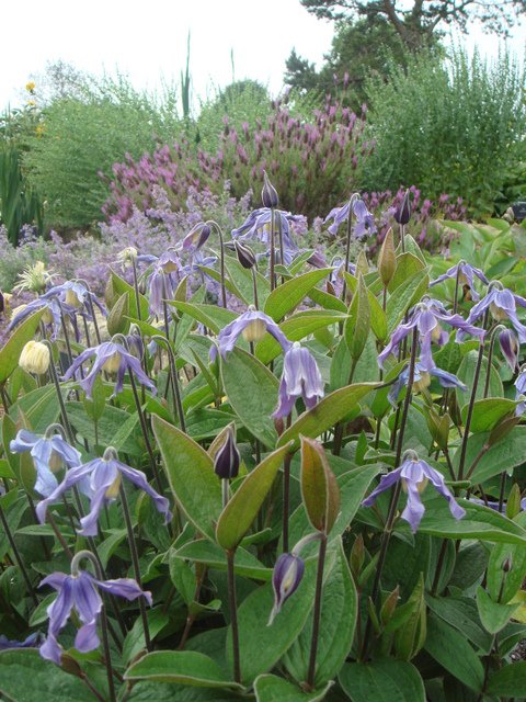Clematis integrifolia